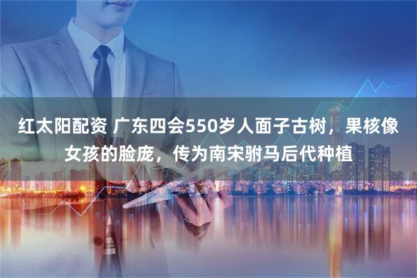 红太阳配资 广东四会550岁人面子古树，果核像女孩的脸庞，传为南宋驸马后代种植